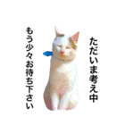 若干ウザい猫スタンプ（個別スタンプ：11）