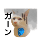 若干ウザい猫スタンプ（個別スタンプ：12）