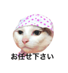 若干ウザい猫スタンプ（個別スタンプ：13）