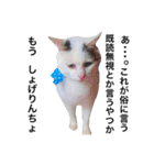 若干ウザい猫スタンプ（個別スタンプ：15）