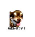 チワワ便り ぴろ＆はな（個別スタンプ：1）