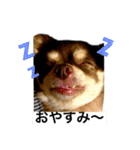 チワワ便り ぴろ＆はな（個別スタンプ：4）
