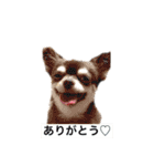チワワ便り ぴろ＆はな（個別スタンプ：9）