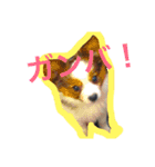 パピヨンだけスタンプ（個別スタンプ：2）