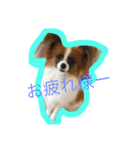 パピヨンだけスタンプ（個別スタンプ：3）