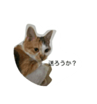 ゆずとまつり（個別スタンプ：3）