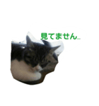 ゆずとまつり（個別スタンプ：7）