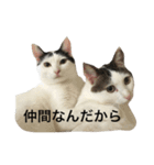 ニャムシス再（個別スタンプ：1）