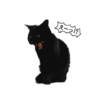 黒猫ジジくん（個別スタンプ：4）