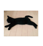 黒猫ジジくん（個別スタンプ：5）
