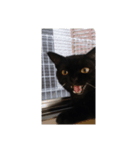 黒猫ジジくん（個別スタンプ：6）