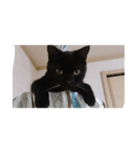 黒猫ジジくん（個別スタンプ：7）