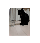 黒猫ジジくん（個別スタンプ：8）