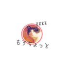 Cute kitty（個別スタンプ：2）