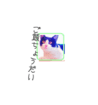 Cute kitty（個別スタンプ：3）