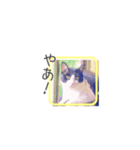 Cute kitty（個別スタンプ：5）