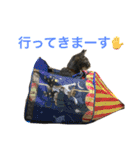 猫 大吉＆小春(ぽんぽん)（個別スタンプ：3）