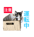 猫 大吉＆小春(ぽんぽん)（個別スタンプ：36）