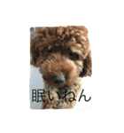 私のいぬです！（個別スタンプ：3）