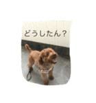私のいぬです！（個別スタンプ：5）