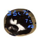 にゃんてこった（個別スタンプ：3）