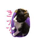 にゃんてこった（個別スタンプ：4）