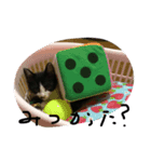 にゃんてこった（個別スタンプ：5）