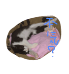 にゃんてこった（個別スタンプ：7）