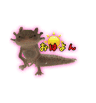 ウーパールーパーのしらたまとごま（個別スタンプ：1）