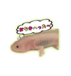 ウーパールーパーのしらたまとごま（個別スタンプ：19）