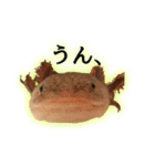 ウーパールーパーのしらたまとごま（個別スタンプ：33）