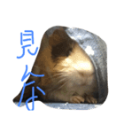 もるたろの日常（個別スタンプ：2）