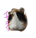 もるたろの日常（個別スタンプ：3）