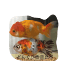 トカゲ家守魚（個別スタンプ：3）