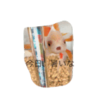 トカゲ家守魚（個別スタンプ：5）