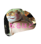 トカゲ家守魚（個別スタンプ：10）