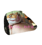 トカゲ家守魚（個別スタンプ：11）
