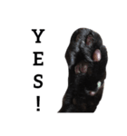 黒猫mew 1  Englis hversion（個別スタンプ：1）