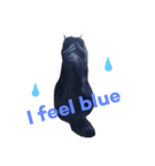 黒猫mew 1  Englis hversion（個別スタンプ：6）