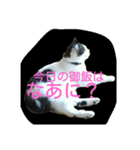 はなちゃん御飯たべた？（個別スタンプ：1）