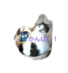 はなちゃん御飯たべた？（個別スタンプ：8）