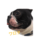 鼻ぺちゃ犬の鼻ぺちゃ犬のためのスタンプ（個別スタンプ：1）