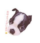 鼻ぺちゃ犬の鼻ぺちゃ犬のためのスタンプ（個別スタンプ：4）