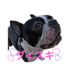 鼻ぺちゃ犬の鼻ぺちゃ犬のためのスタンプ（個別スタンプ：6）