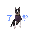 鼻ぺちゃ犬の鼻ぺちゃ犬のためのスタンプ（個別スタンプ：7）