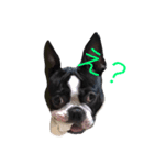 鼻ぺちゃ犬の鼻ぺちゃ犬のためのスタンプ（個別スタンプ：9）