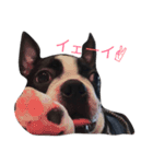 鼻ぺちゃ犬の鼻ぺちゃ犬のためのスタンプ（個別スタンプ：10）