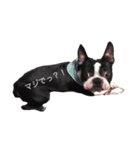 鼻ぺちゃ犬の鼻ぺちゃ犬のためのスタンプ（個別スタンプ：11）
