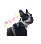 鼻ぺちゃ犬の鼻ぺちゃ犬のためのスタンプ（個別スタンプ：12）