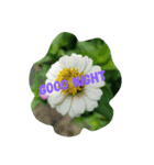 おばあちゃんのお花たち（個別スタンプ：1）